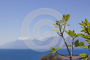 Fig leaves