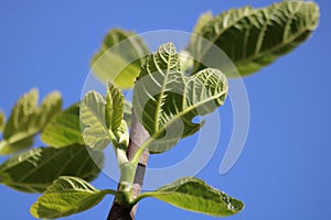 Fig leaves close up