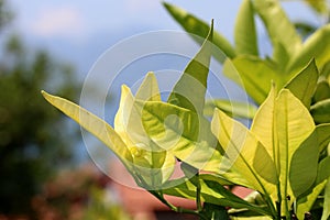 Fig leaves