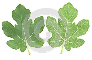 Fig leaves