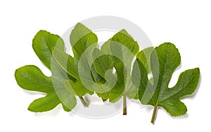 Fig leaves