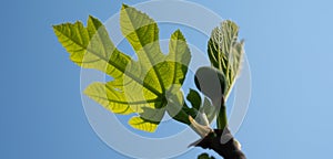 Fig leaves over blue sky in early spring