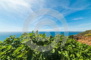 Fig leaves by the shore