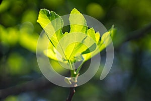 Fig leaves on tree.