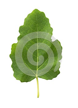 Fig leaves on a white background