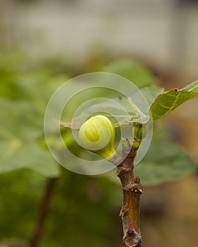 Fig Panache In the garden photo