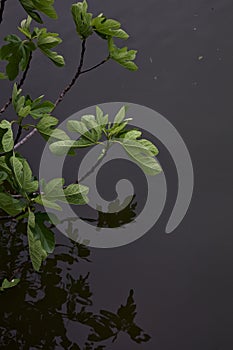 Fig plant branches with water as backdrop and reflections casted on it