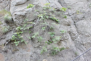 Fig plant growing in a stone wall