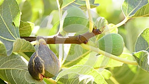 Fig ripe and green figs hanging in fig tree