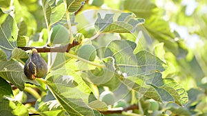 Fig ripe and green figs hanging in fig tree