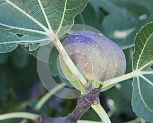 Fig on the Tree