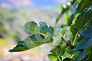 Fig tree