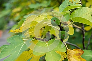 Fig tree in autumn with ripe fruits hanging ficus carica moraceae ficeae