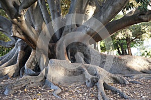 Fig tree, big surface roots of a huge ficus tree - Ficus Macrophylla - , gound roots, Perth, Australia. Centenarian tree.