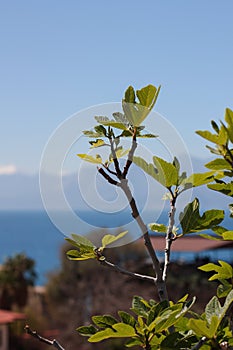 Fig tree and blurry background