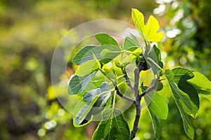 Fig tree branch