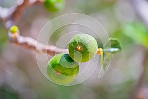 Fig tree branch with unripe green figs