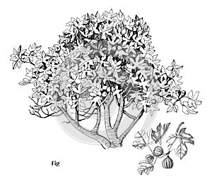 Fig tree and branch vector