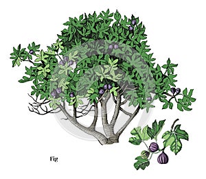 Fig tree and branch vector