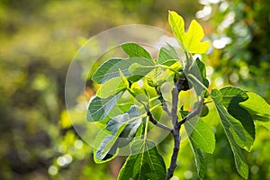 Fig tree branch photo