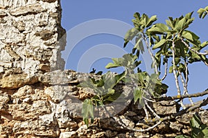 Fig tree branches front of an old stonewall