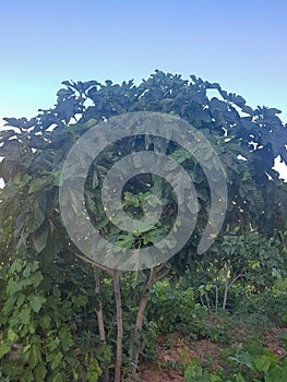 Fig Tree Bursting with Unripe Figs