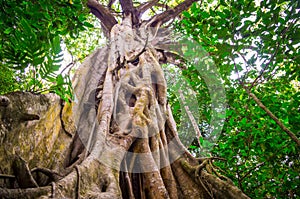 Fig Tree in Cape Tribulation rainforest photo