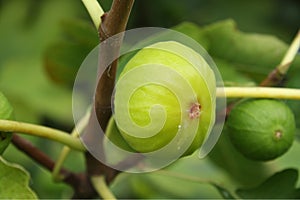 Fig tree, close-up