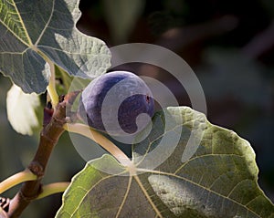 Fig tree