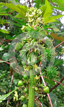 fig tree colombia biooil