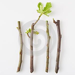 Fig Tree Cuttings top view photo