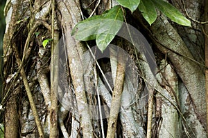 Fig tree photo