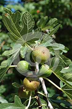 Fig tree (Ficus carica) fruits