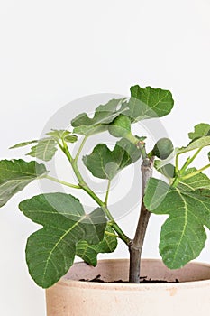 Fig tree Ficus carica in pot with white background