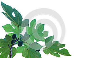 Fig tree or Ficus carica tree branch with leaves and fruits isolated, closeup;
