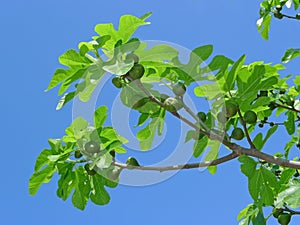 Fig tree with figs on blue sky