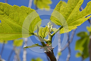Fig tree, bright green new leaves and tiny figs forming