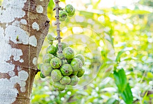 Fig tree fruit