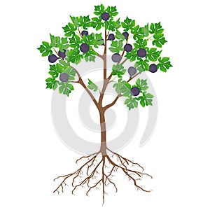 Fig tree with fruit and roots on a white background.