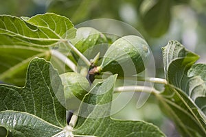 The fig tree fruits.