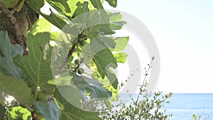 Fig tree with fruits and sun glare in the leaves of the tree. Southern Tropical Fruits