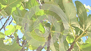 Fig tree with fruits and sun glare in the leaves of the tree. Southern Tropical Fruits