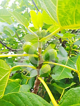 Fig tree with green figs hanging from its branches