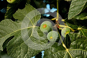 Fig tree green fruits