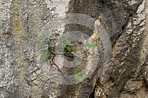 Fig tree growing out of stone