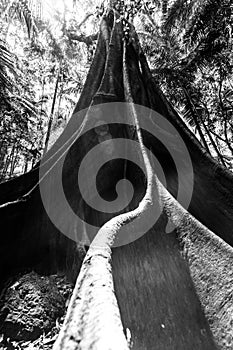 Fig tree with huge roots in wild natural rainforest,