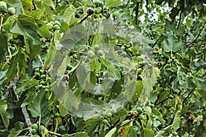 Fig tree laden with green fruits