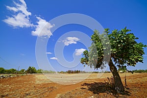 Fig tree in the landscape of Salento