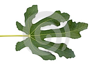 Fig tree leaf