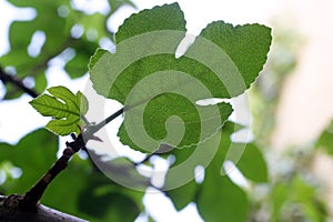 Fig tree leaf